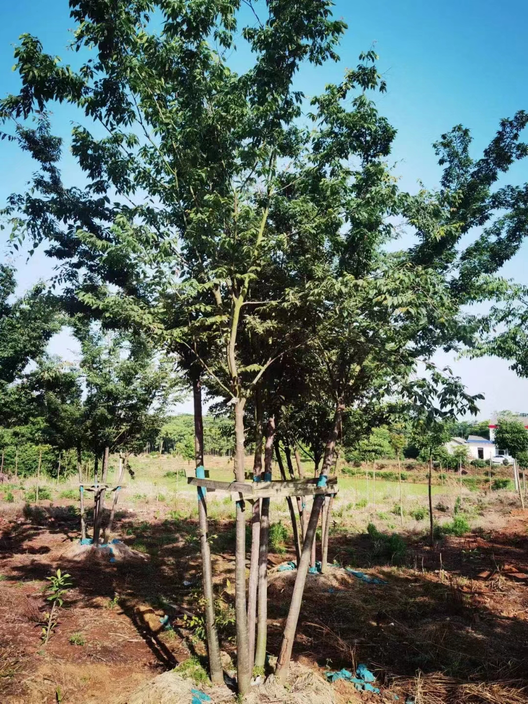 主要指标解释